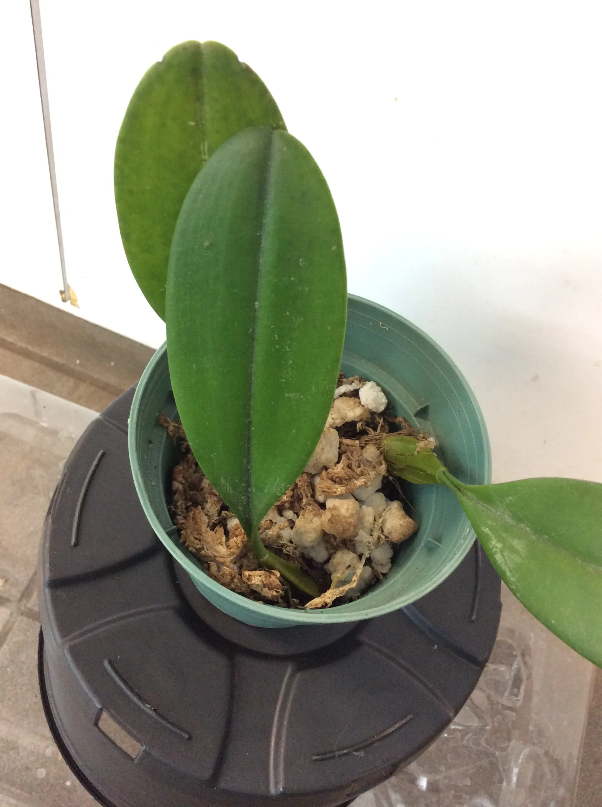 Bulbophyllum longiflorum "Black Spots"